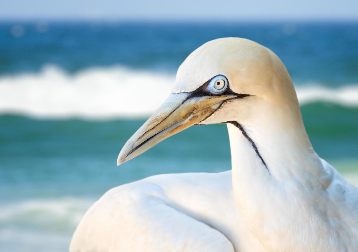 närbild av albatrossfågel foto