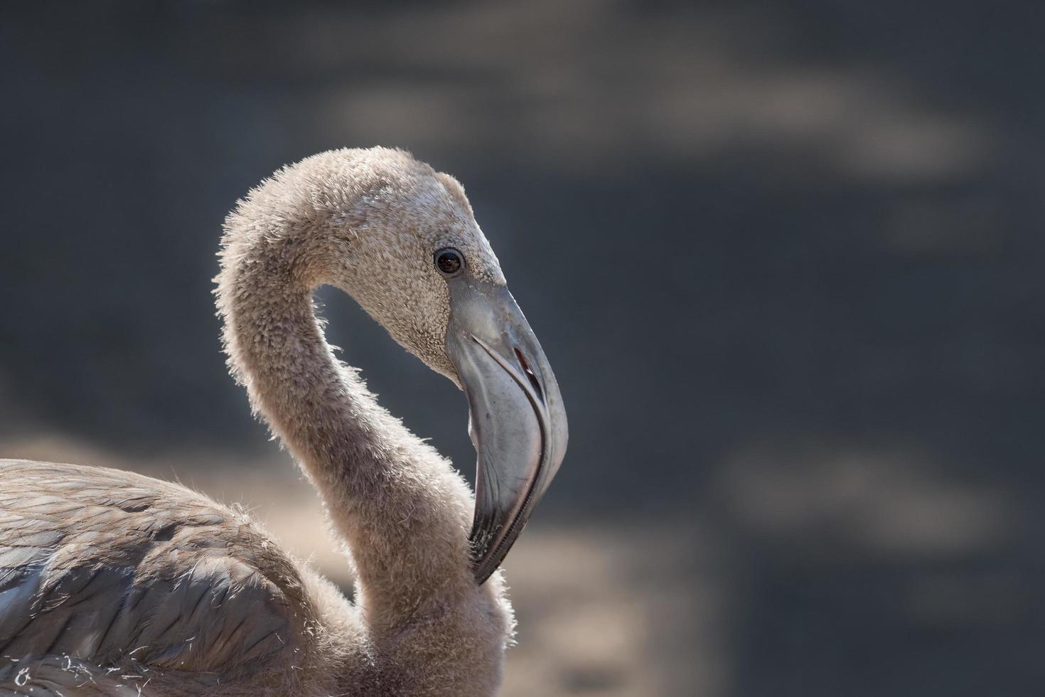 närbild av vit flamingo foto