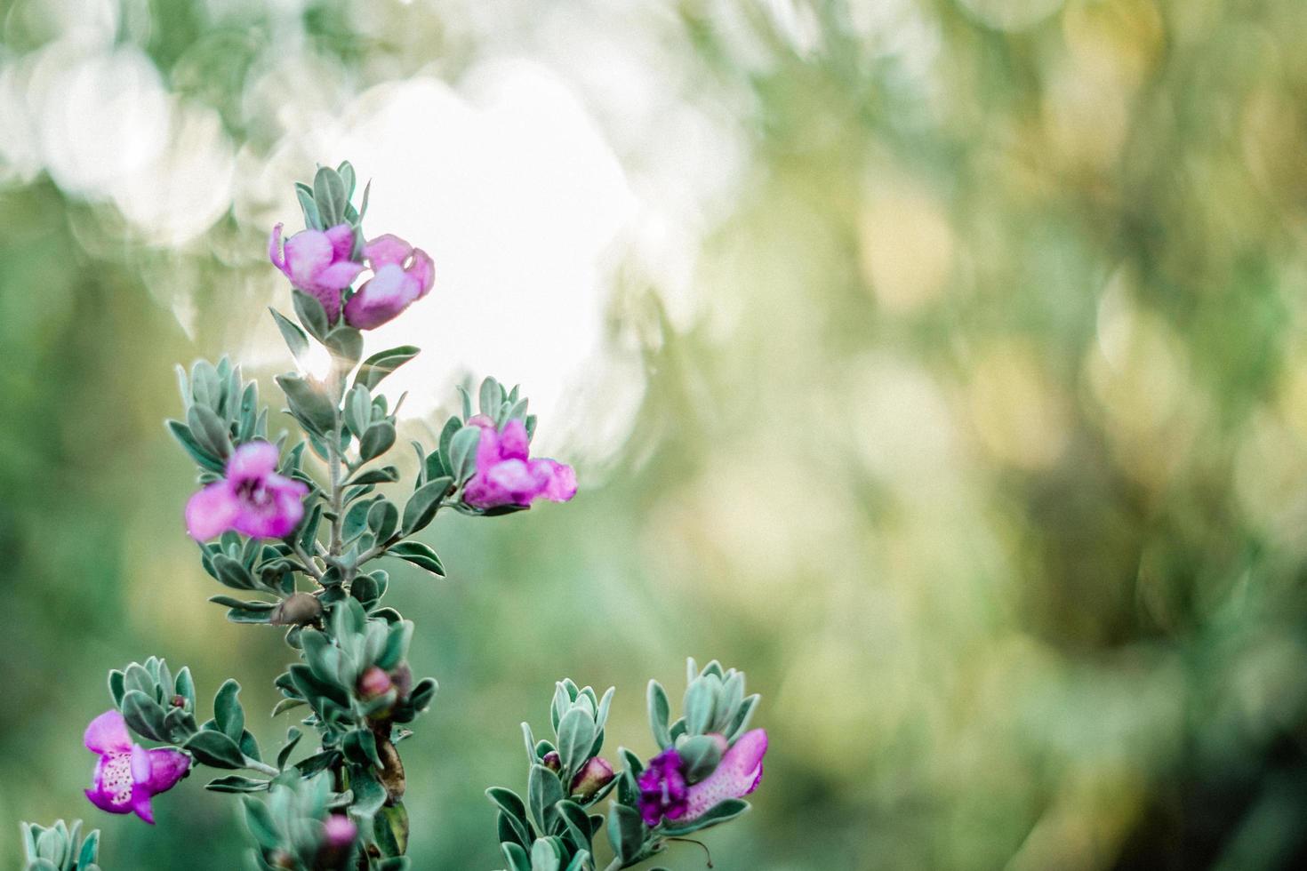 lila blommor i trädgården foto