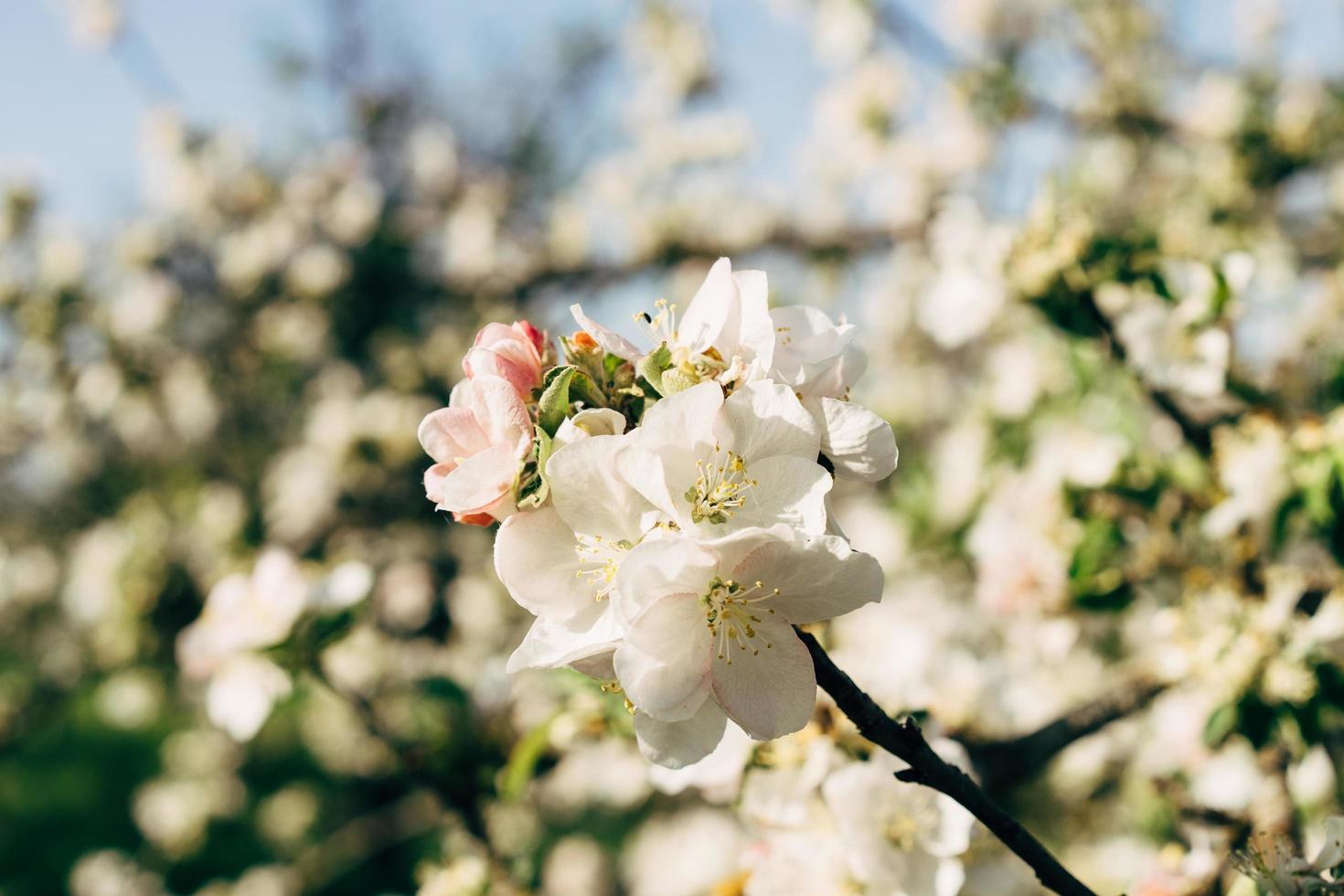 vit äppelblomma foto