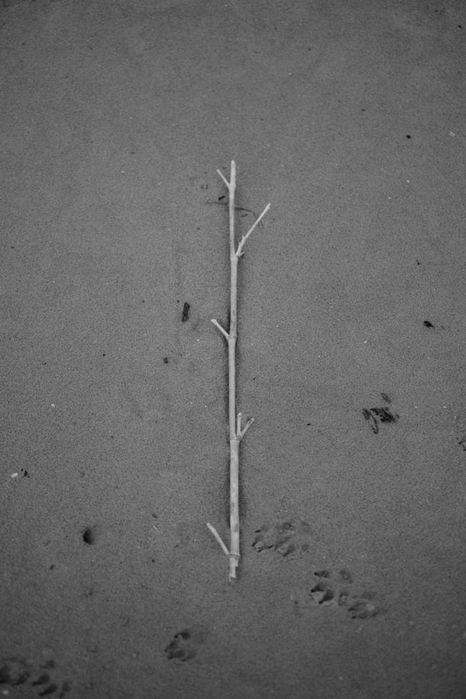 stick på strandsand foto