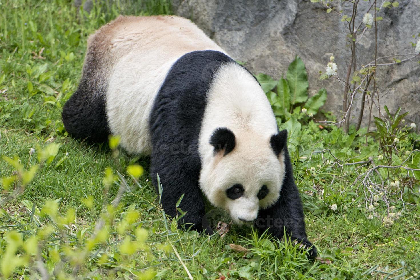 jätte panda medan äter bambu foto