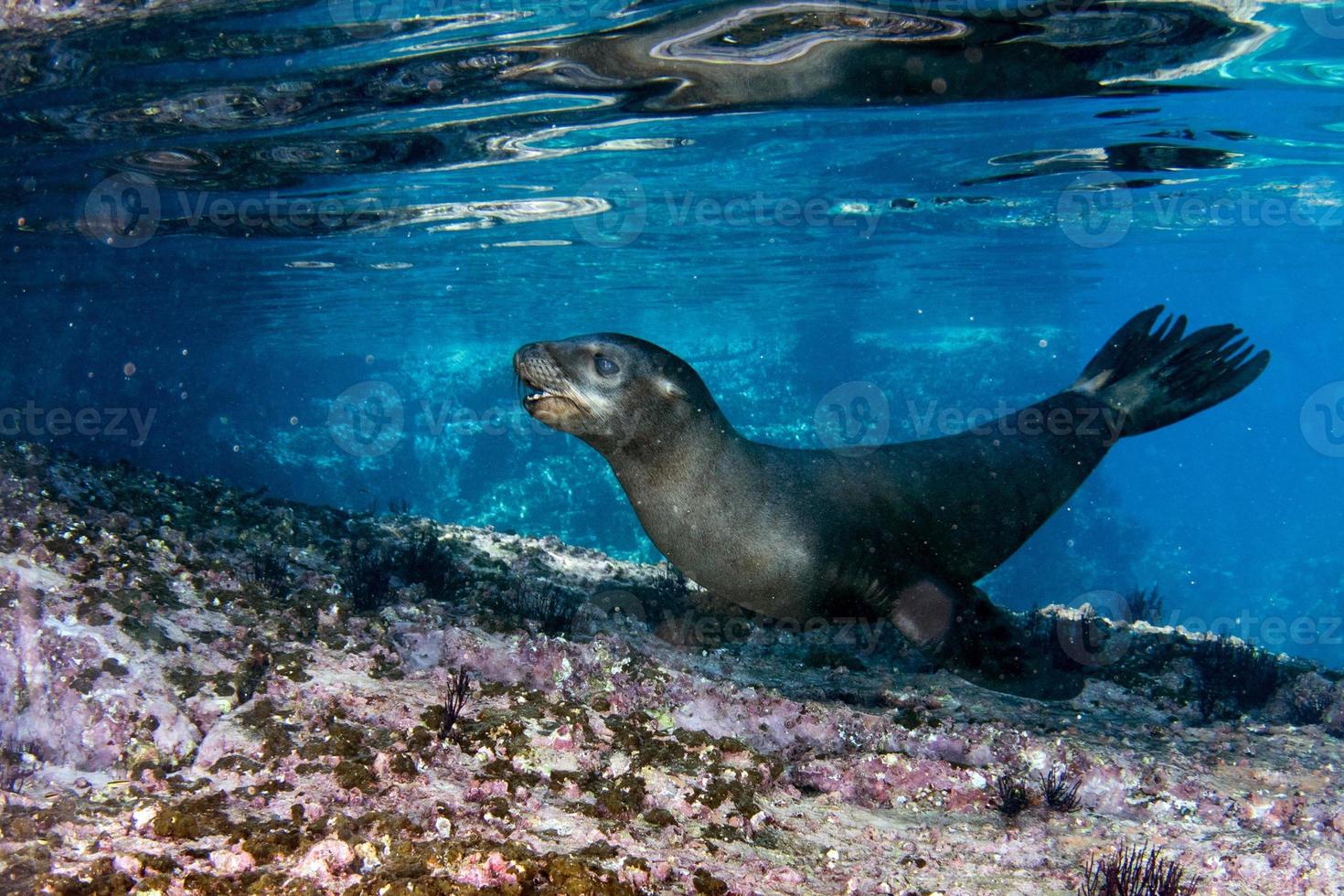 hav lejon täta under vattnet medan dykning galapagos foto