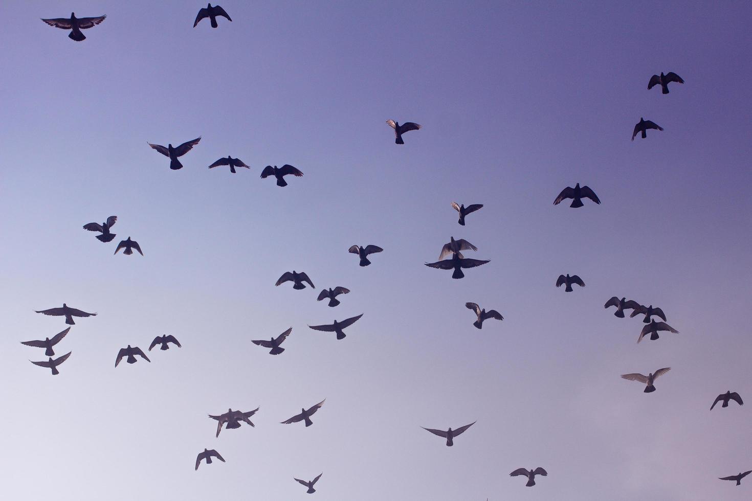 flock av fåglar foto