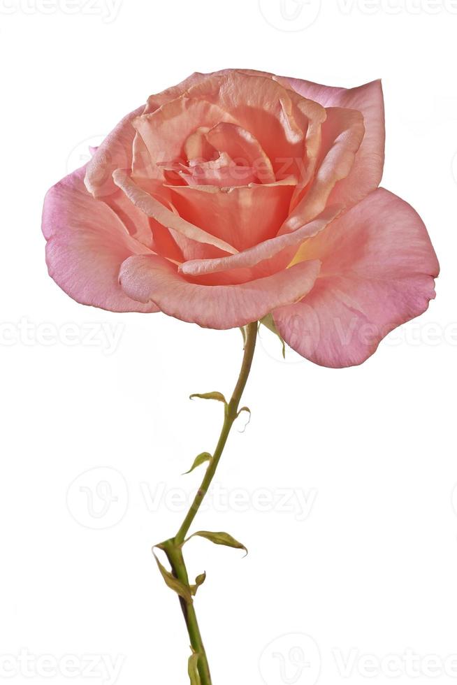 vacker rosa ros foto