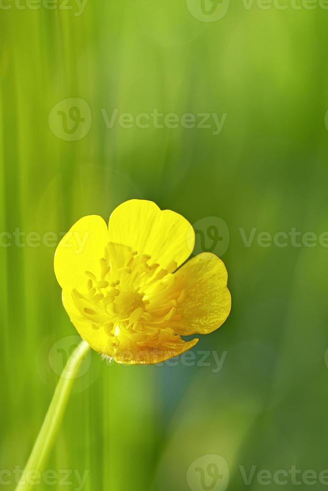vacker gul smörblomma foto