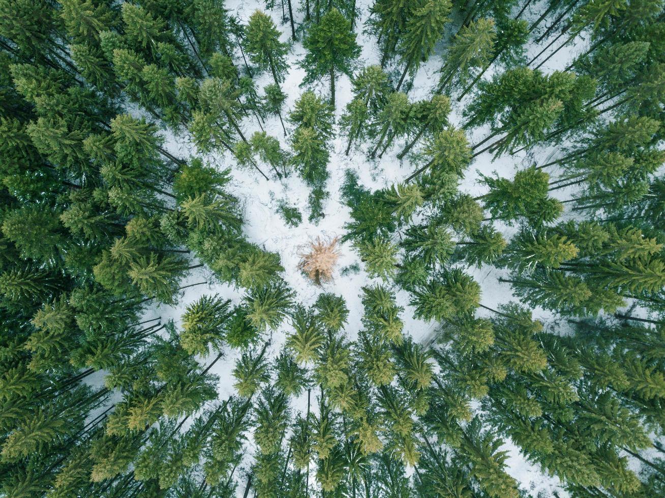 ett ensamt träd på vintern i skogen foto