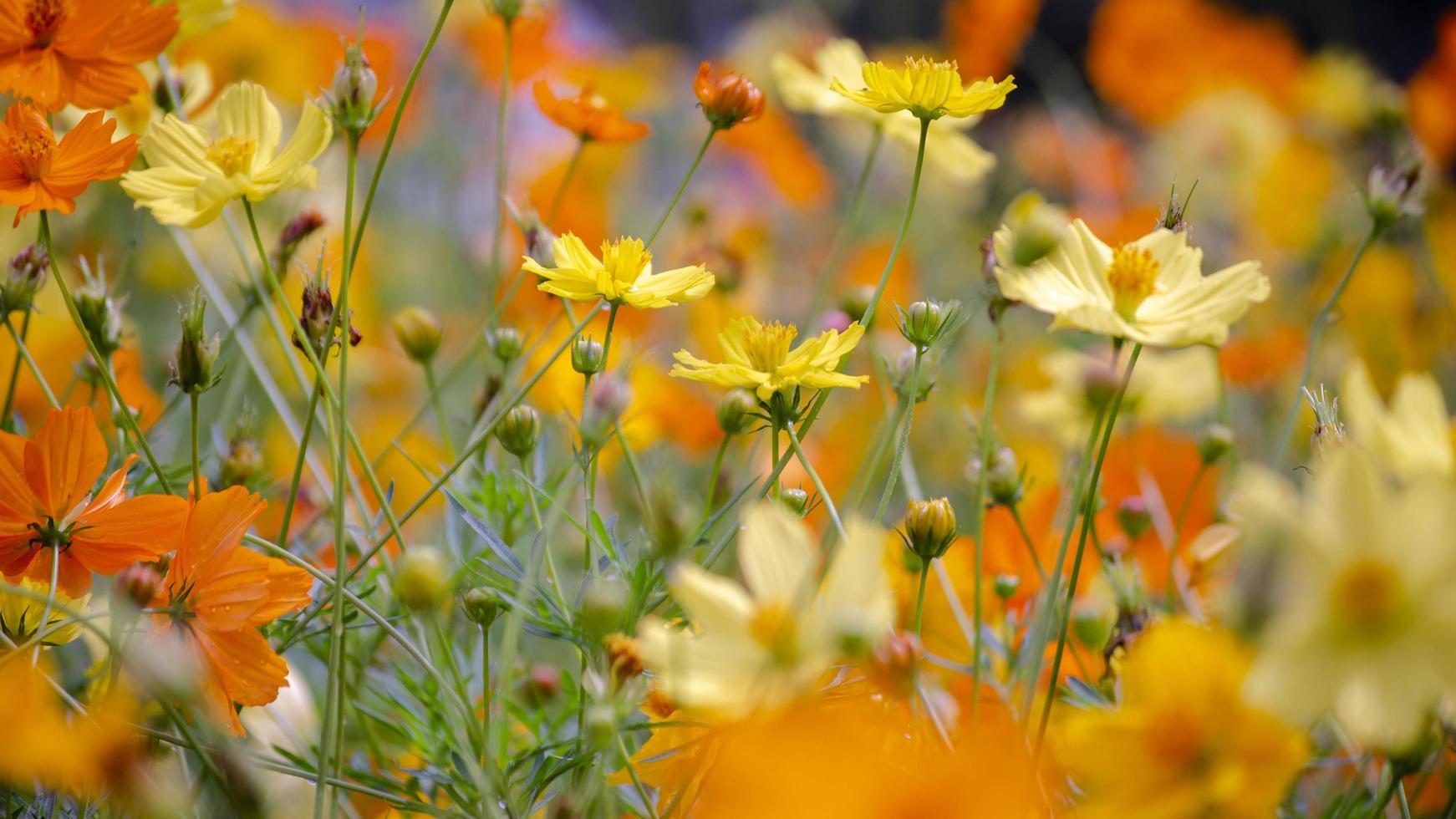 kosmosblommor som blommar i trädgården foto