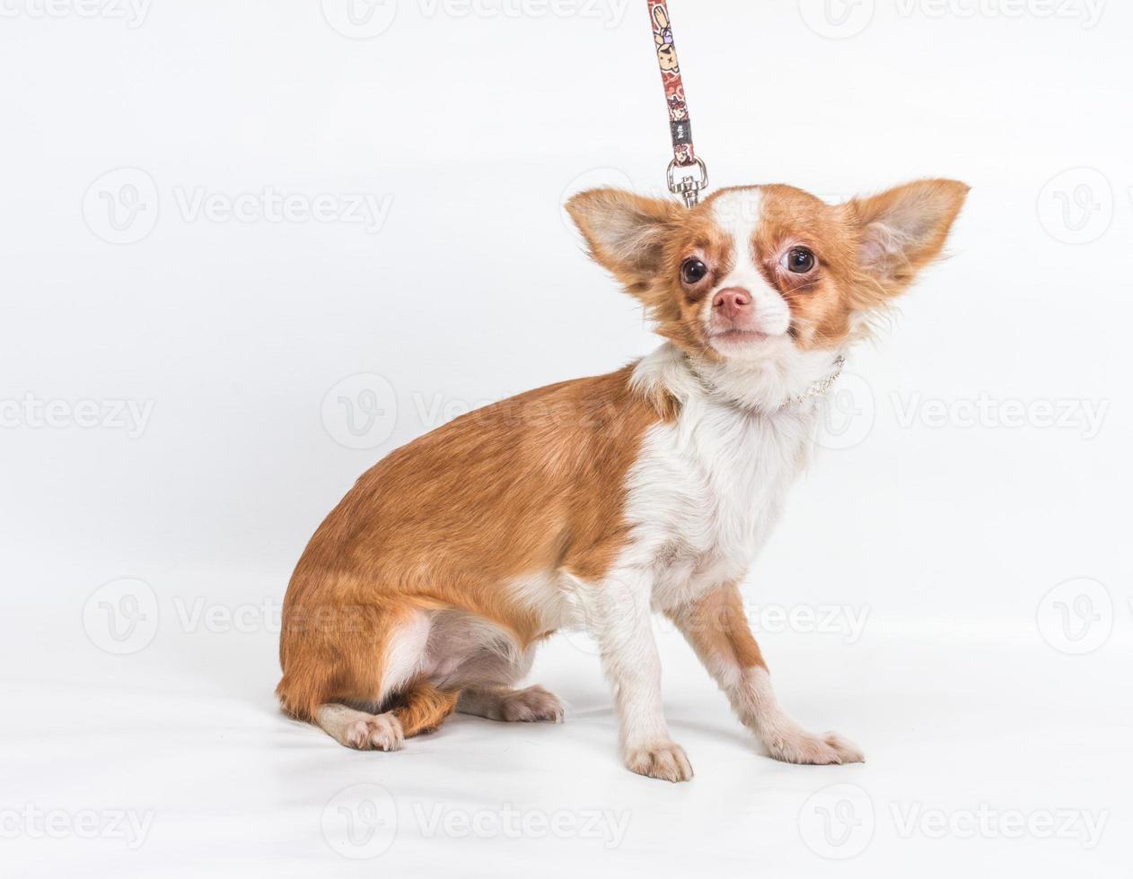 rolig valp chihuahua poser på en vit bakgrund foto