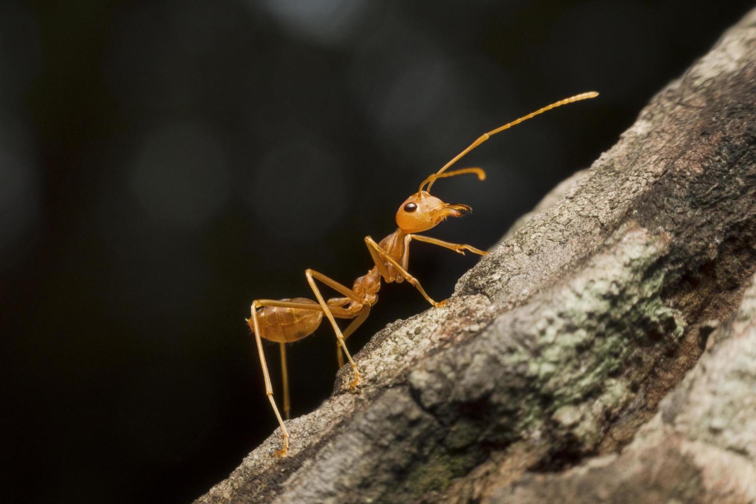 makrovy av röd myra i naturen foto