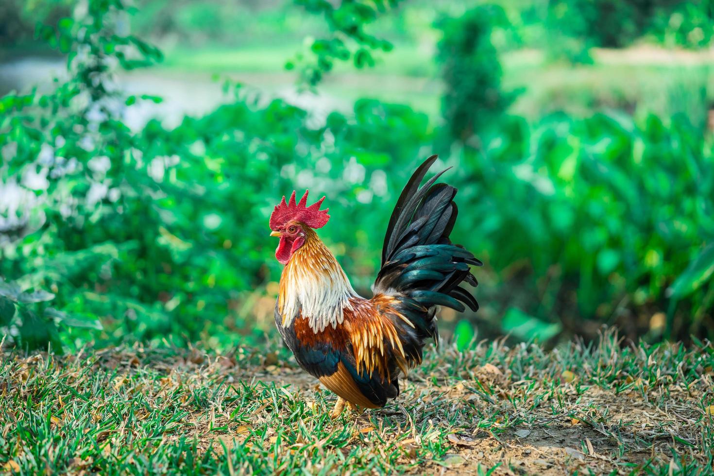 bantam kyckling i gräs foto