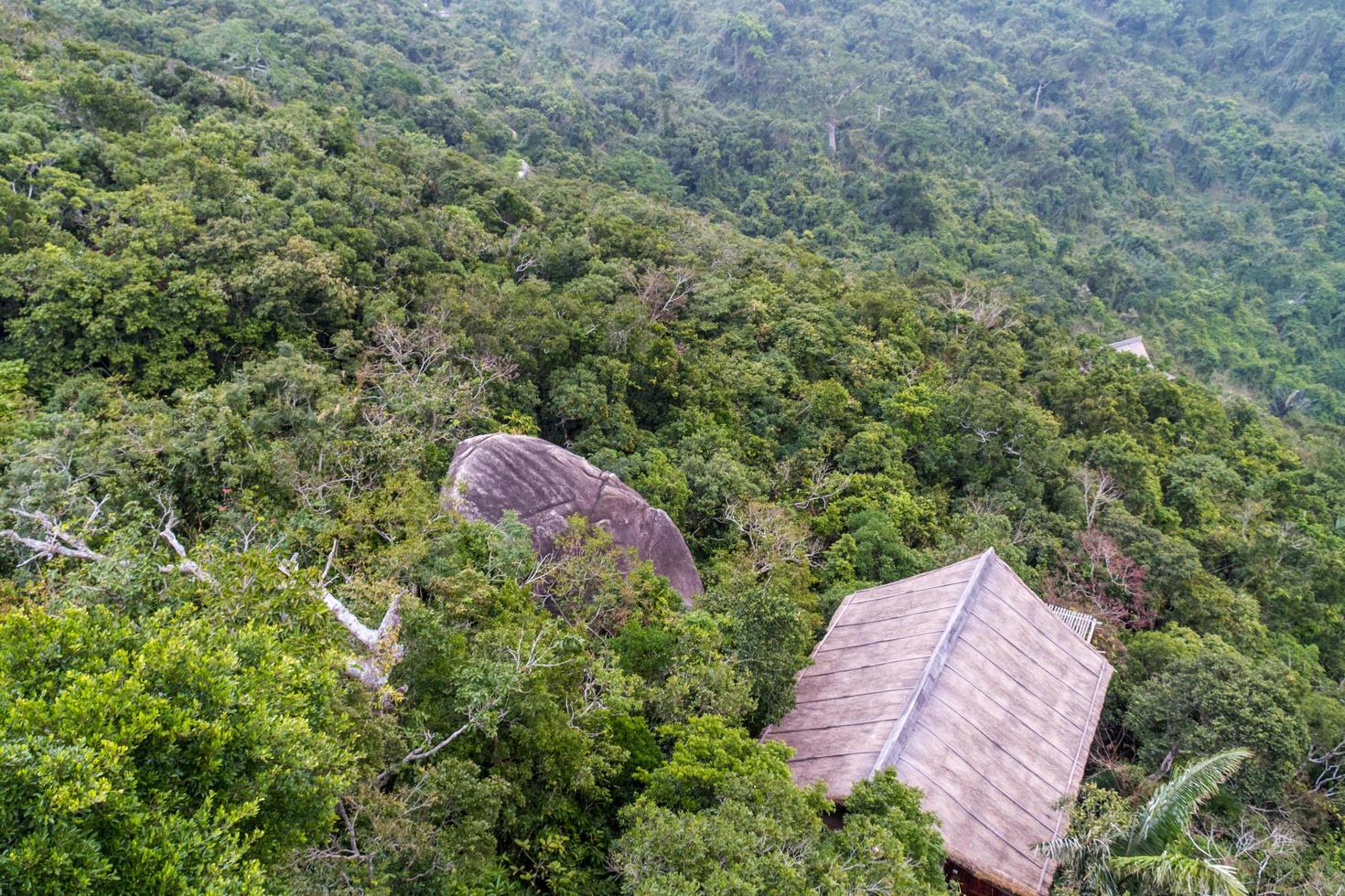kinesisk djungel, ön Hainan foto