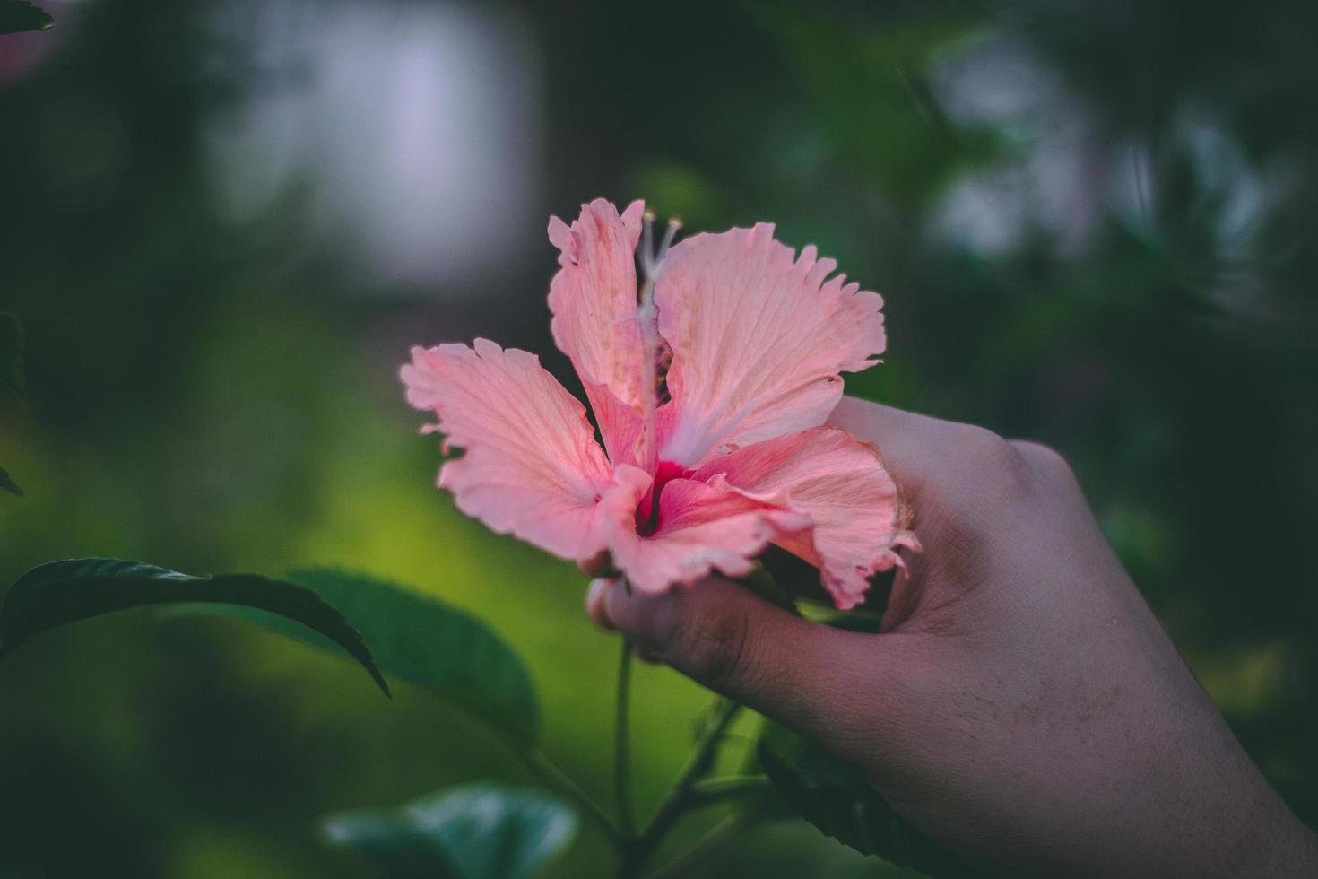 person som håller hibiskusblomma foto