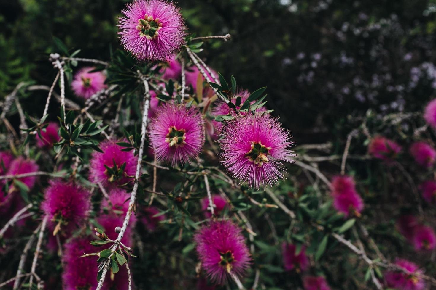 nära skott av rosa blommor foto