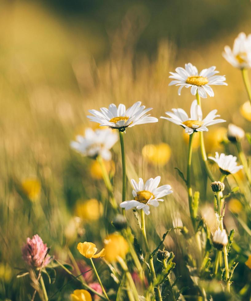 vita och gula blommor foto