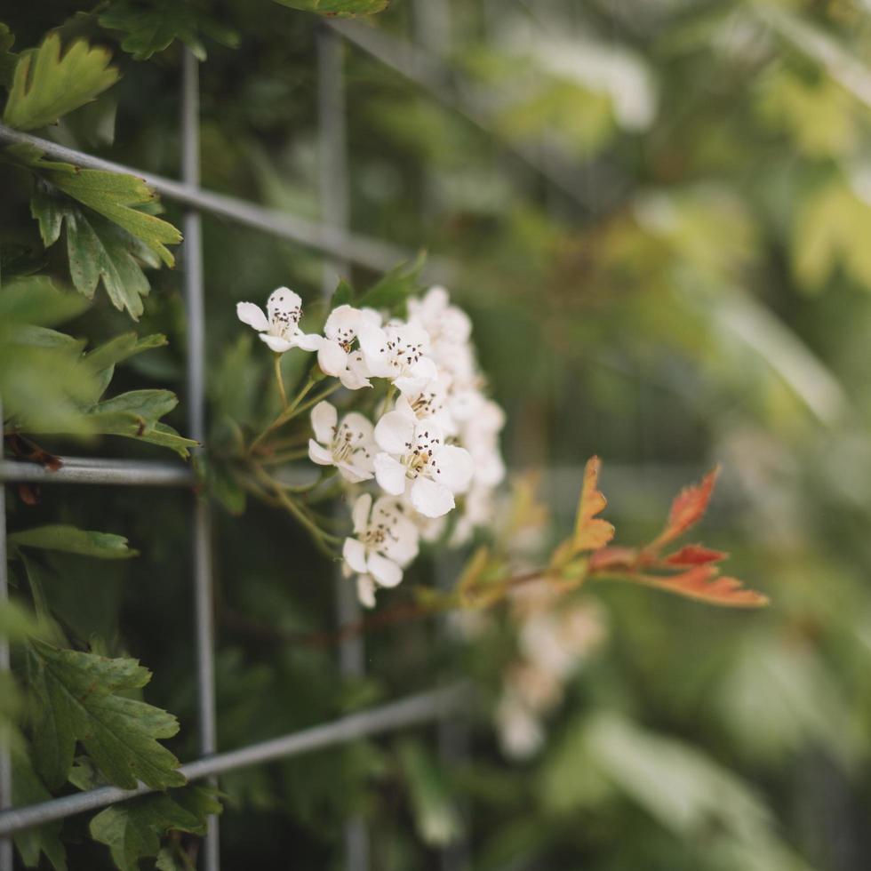 blommande växter i naturen foto