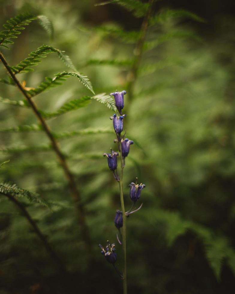 lila blomma i detalj foto