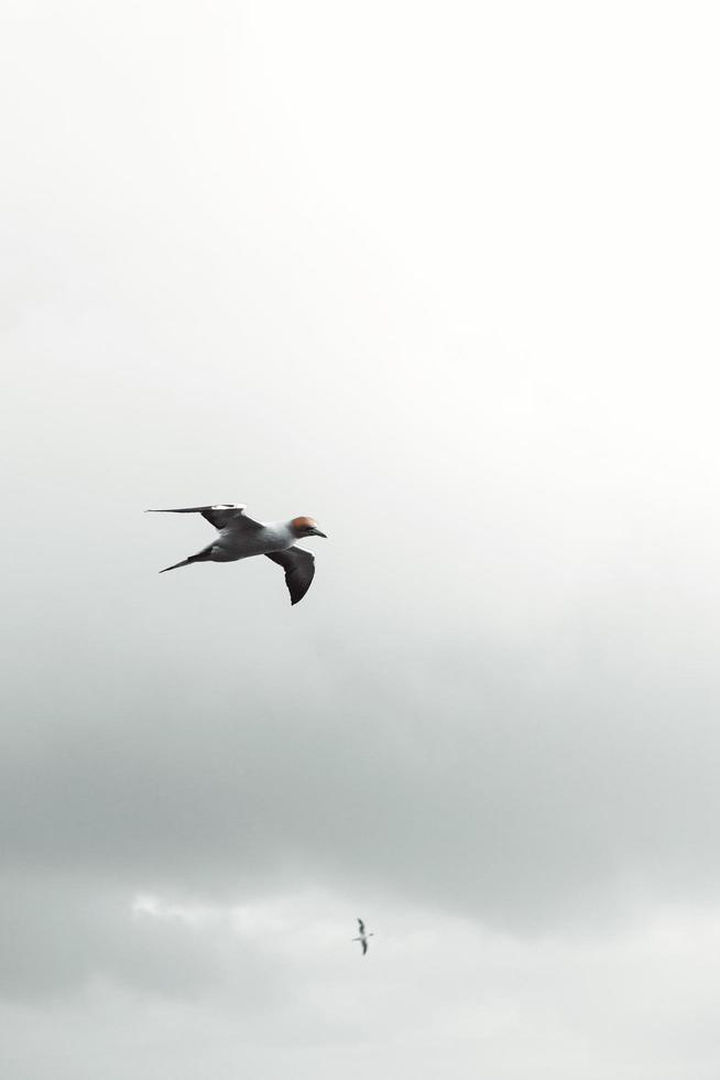 fågelflygning i mulen himmel foto