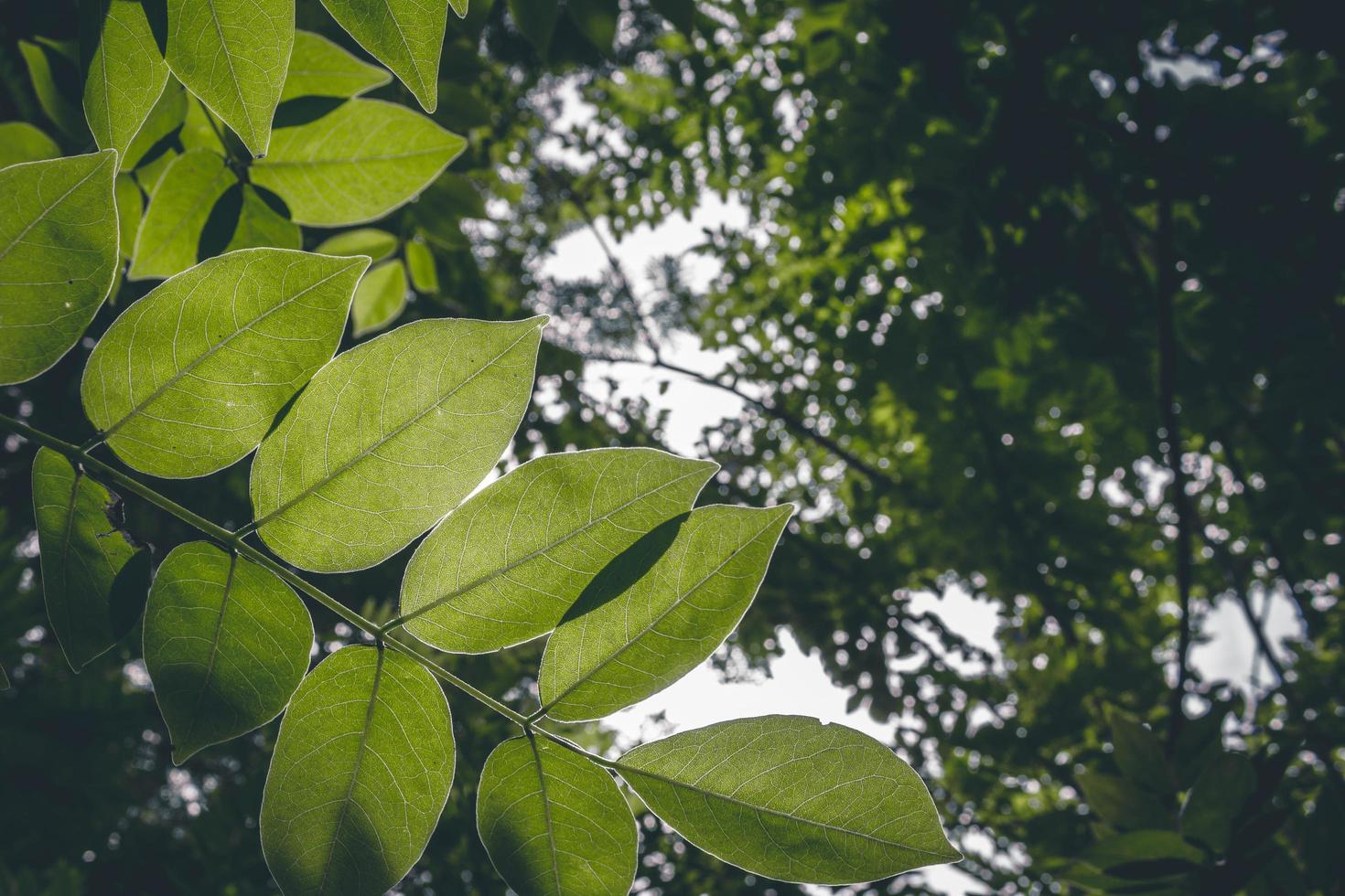 närbild foto av gröna bladträd