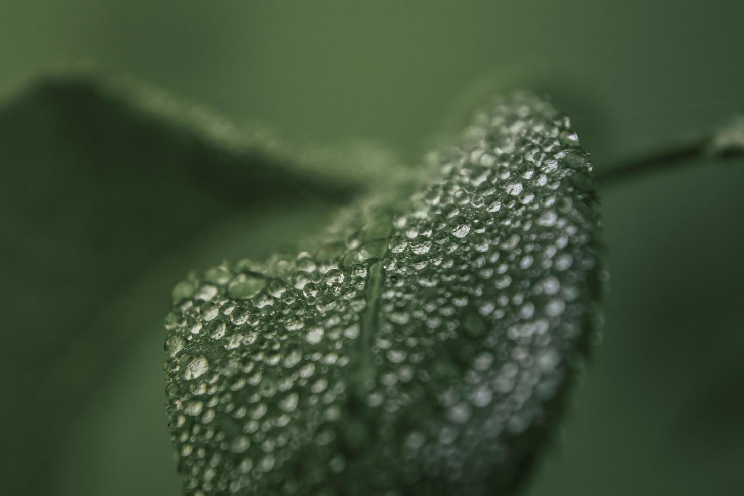 närbild av daggdroppar blad foto