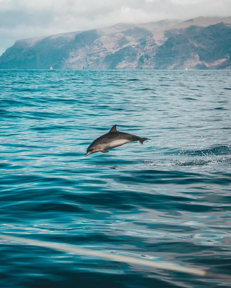 grå delfin på vattnet foto