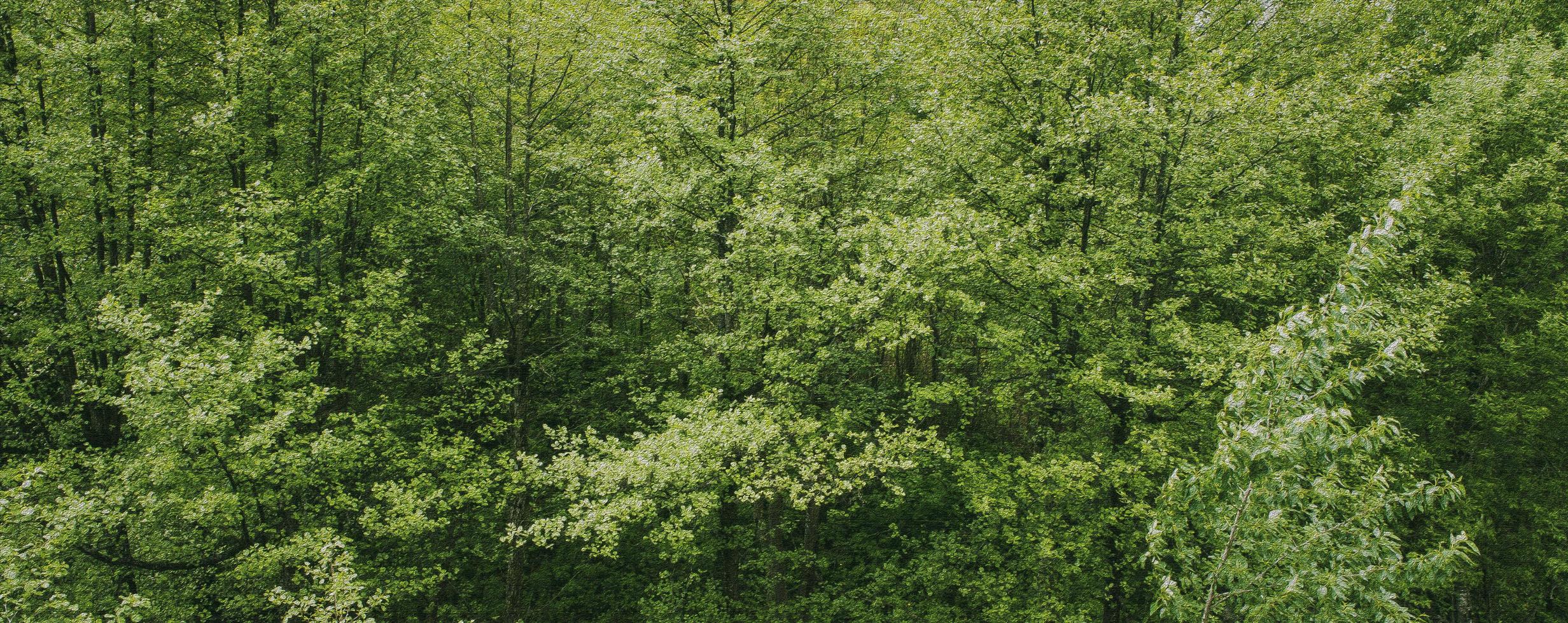 gröna blad träd foto