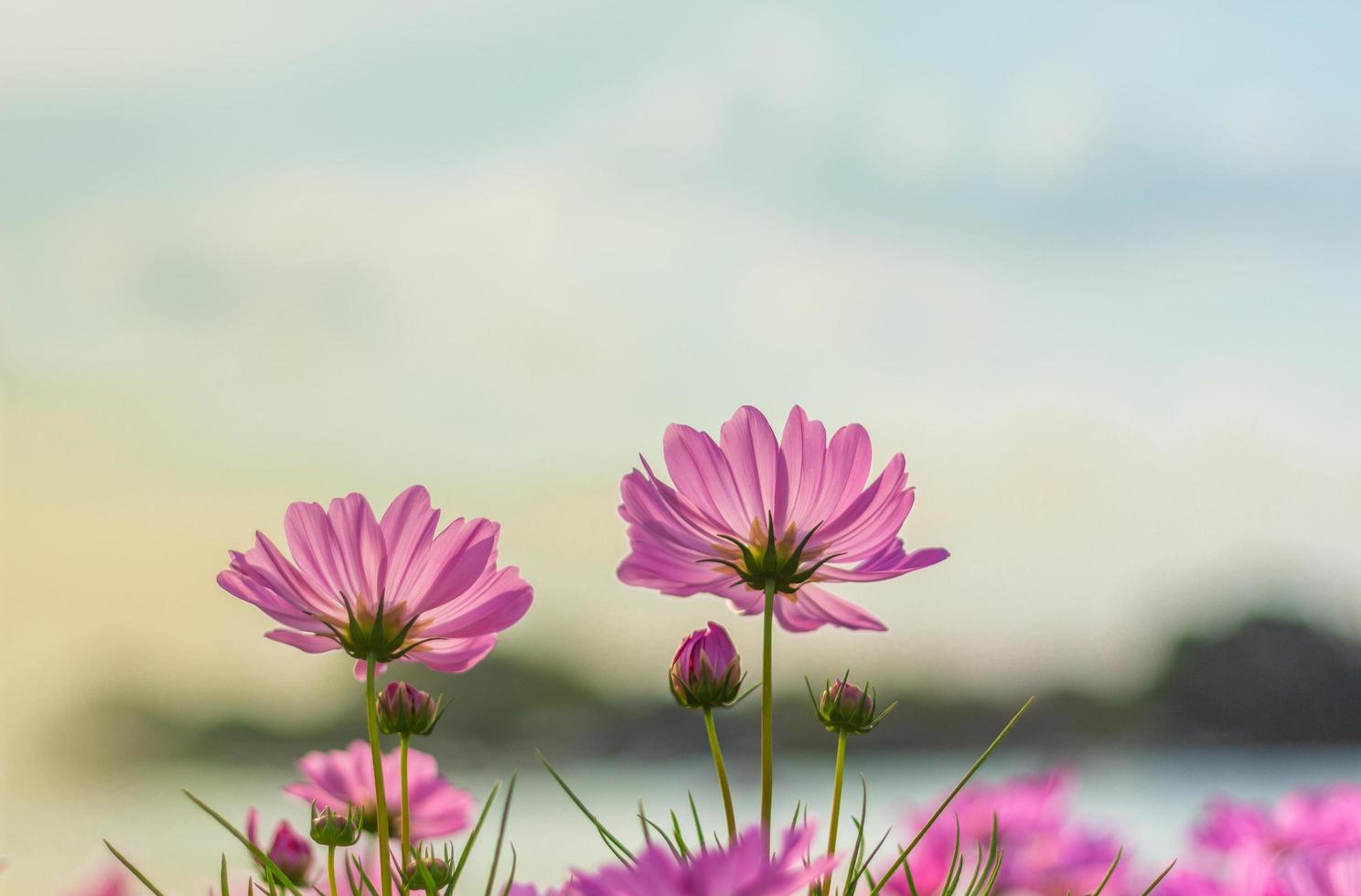 rosa kosmosblommor foto