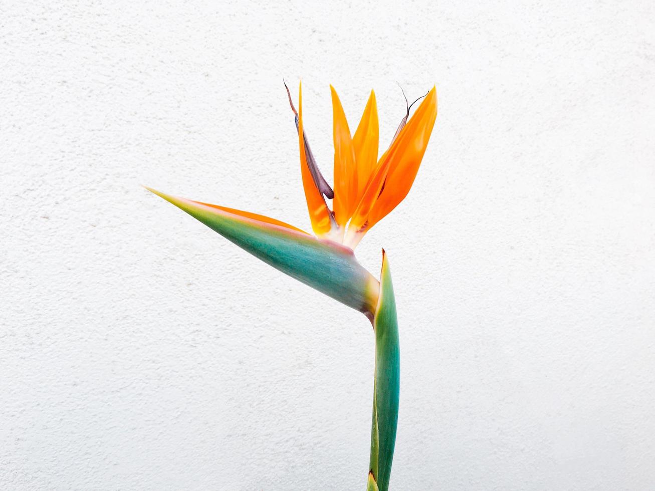 orange fåglar av paradisblomman på nära håll foto