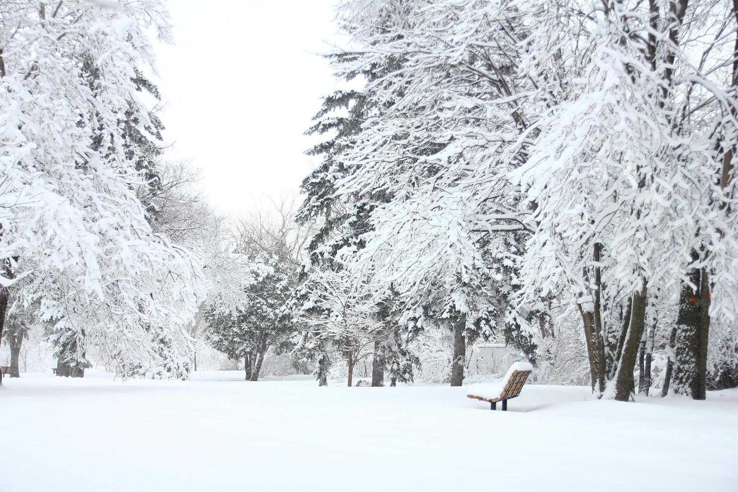 granträd täckta av snö foto
