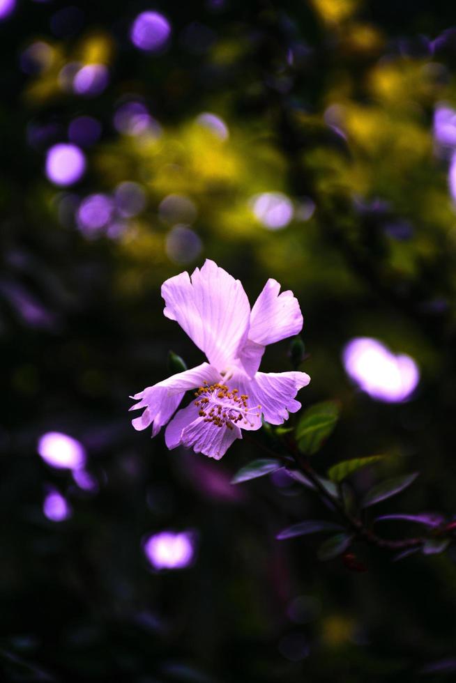 lila hibiskusblomma foto