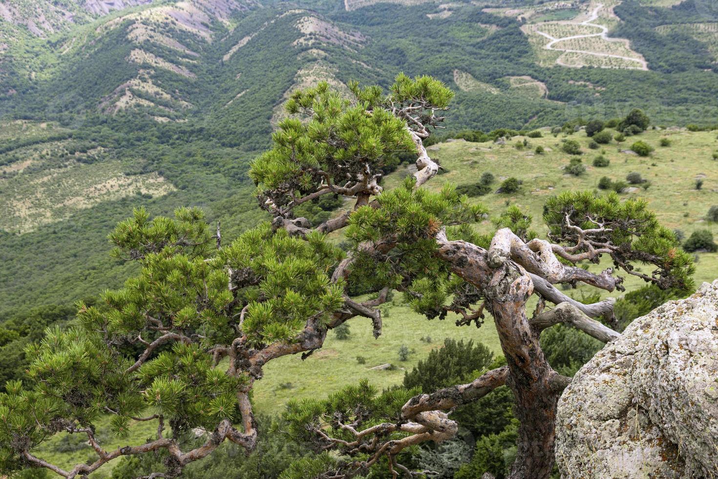 berg landskap, träd, krokig berg tall växande på en ren klippa. de begrepp av elasticitet och överlevnad. foto
