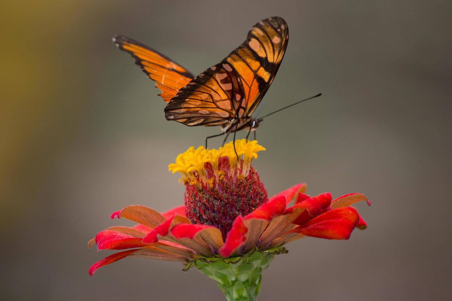 monarkfjäril på blomma foto