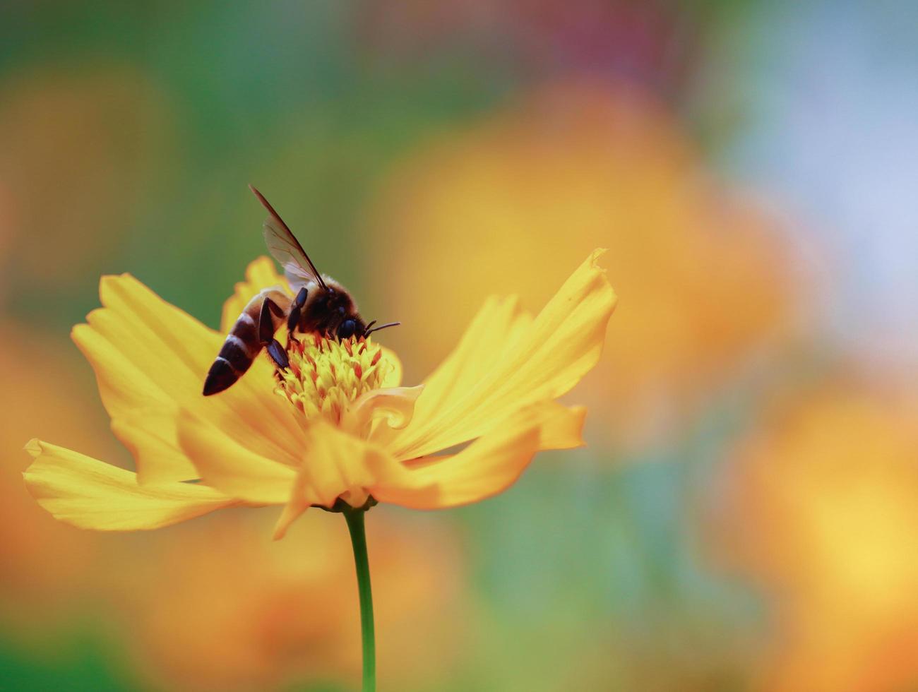 bi på en blomma foto