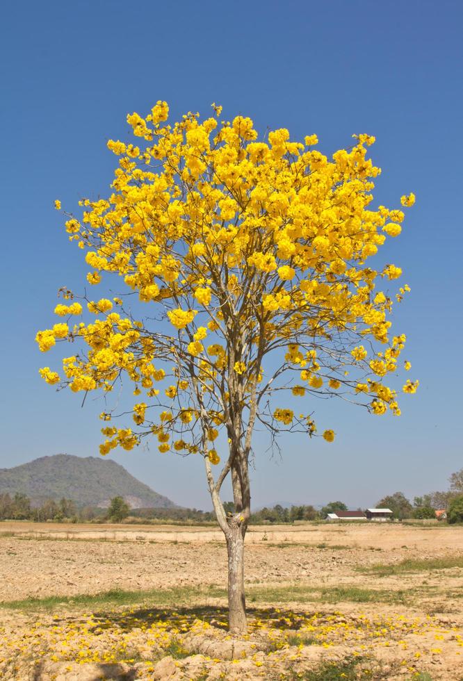 gul tabebuia blomma mot blå himmel foto