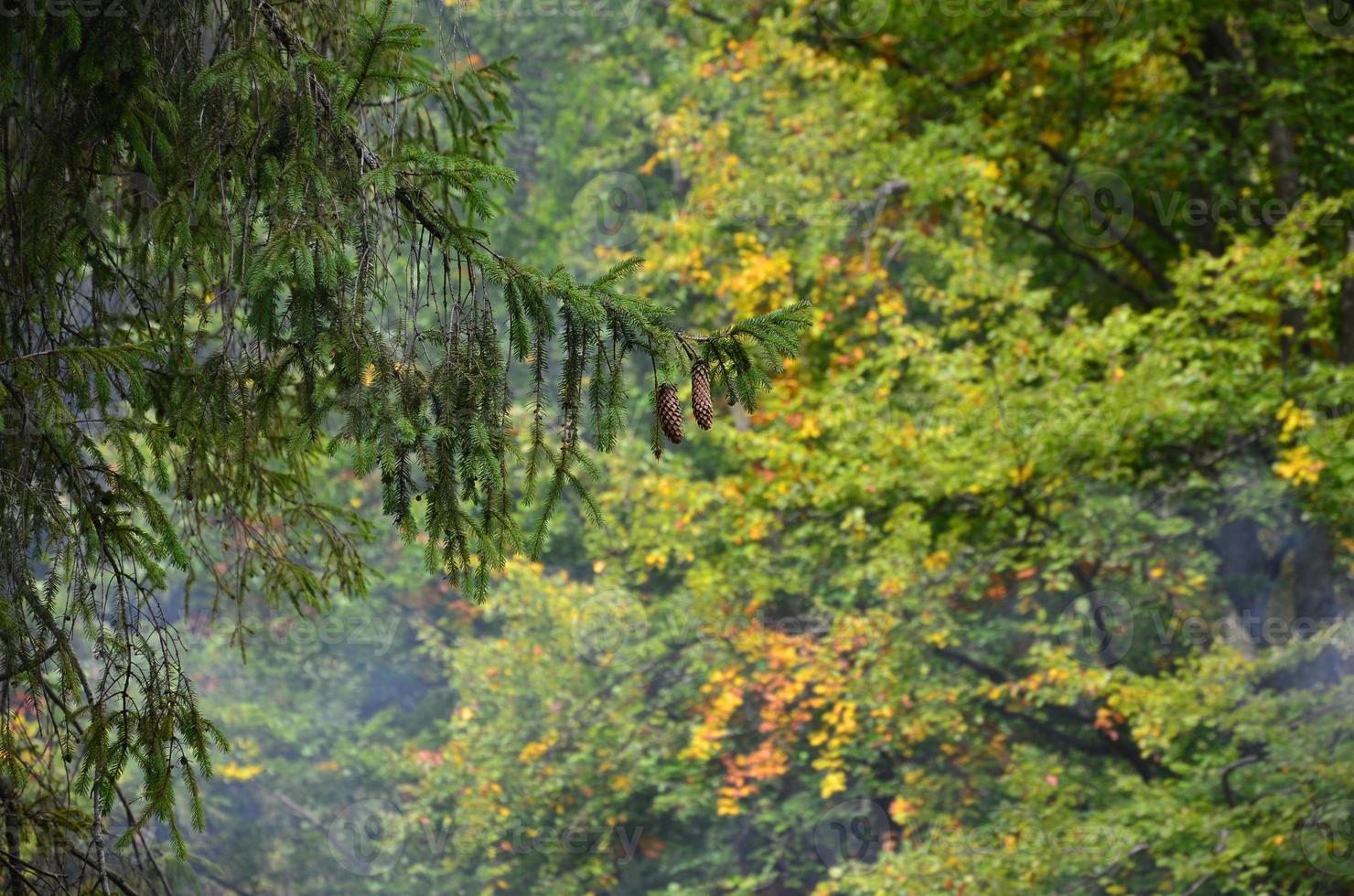 gren av europeisk gran med en par av koner mot de bakgrund av en dimmig barr- skog foto