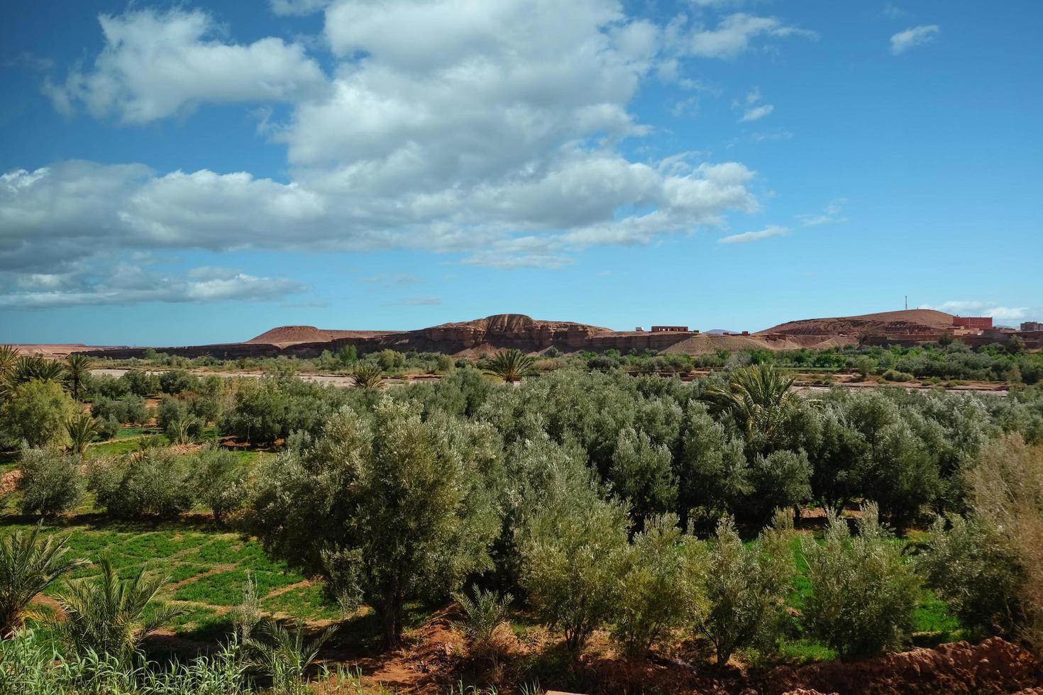 landskapsvy av odlingsfältet i Marocko. foto