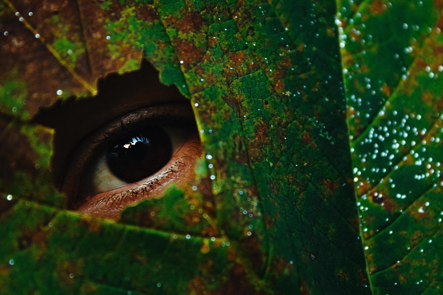 ögat som toppar sig genom ett blad foto