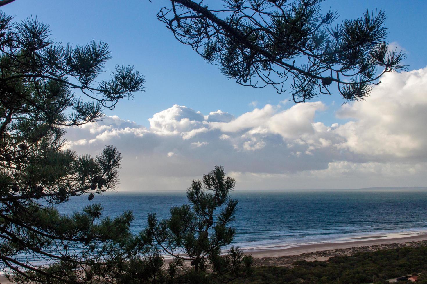 tall trädgrenar och strand med molnig blå himmel foto