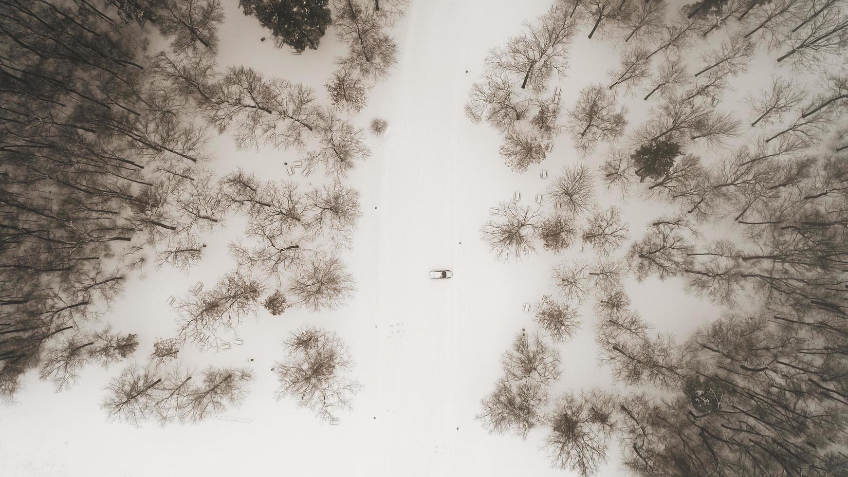 Flygfoto över vinterskogen foto