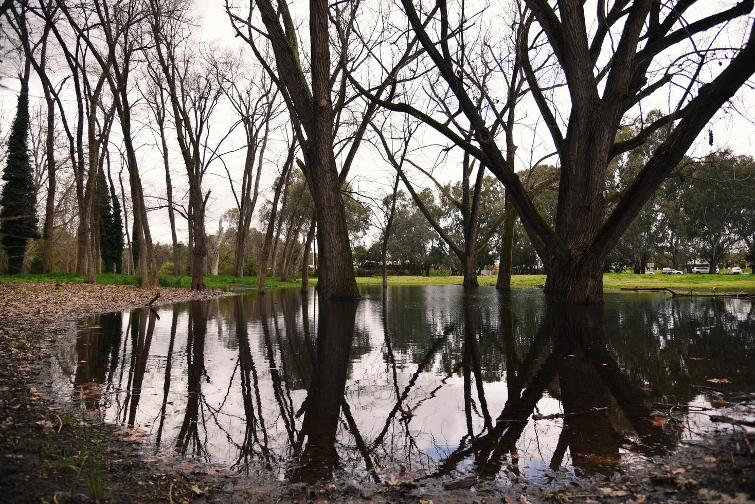 bladlösa träd med reflektioner i konstigheter bäck parkera. foto