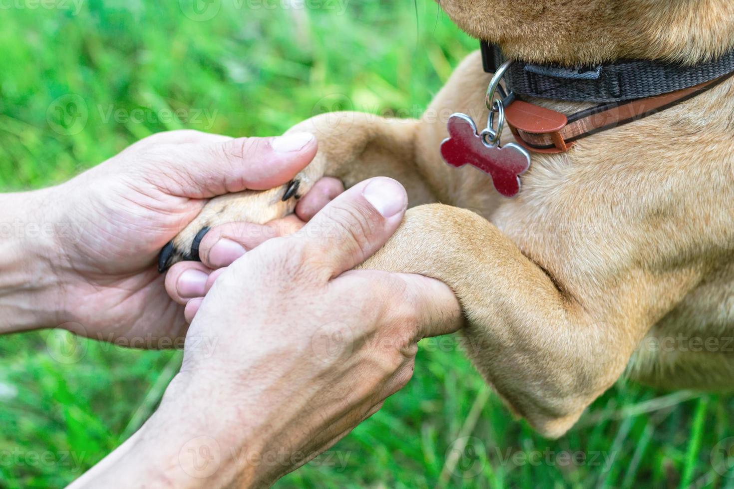 tassar av hund i händer av ägare. begrepp av vänskap och relation mellan man och hund. foto