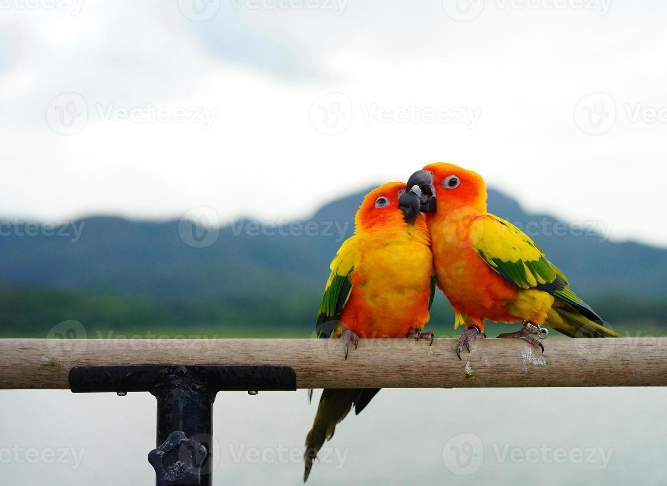 Sol conure skön papegoja eller parakit par aratinga solstitialis exotisk sällskapsdjur förtjusande foto