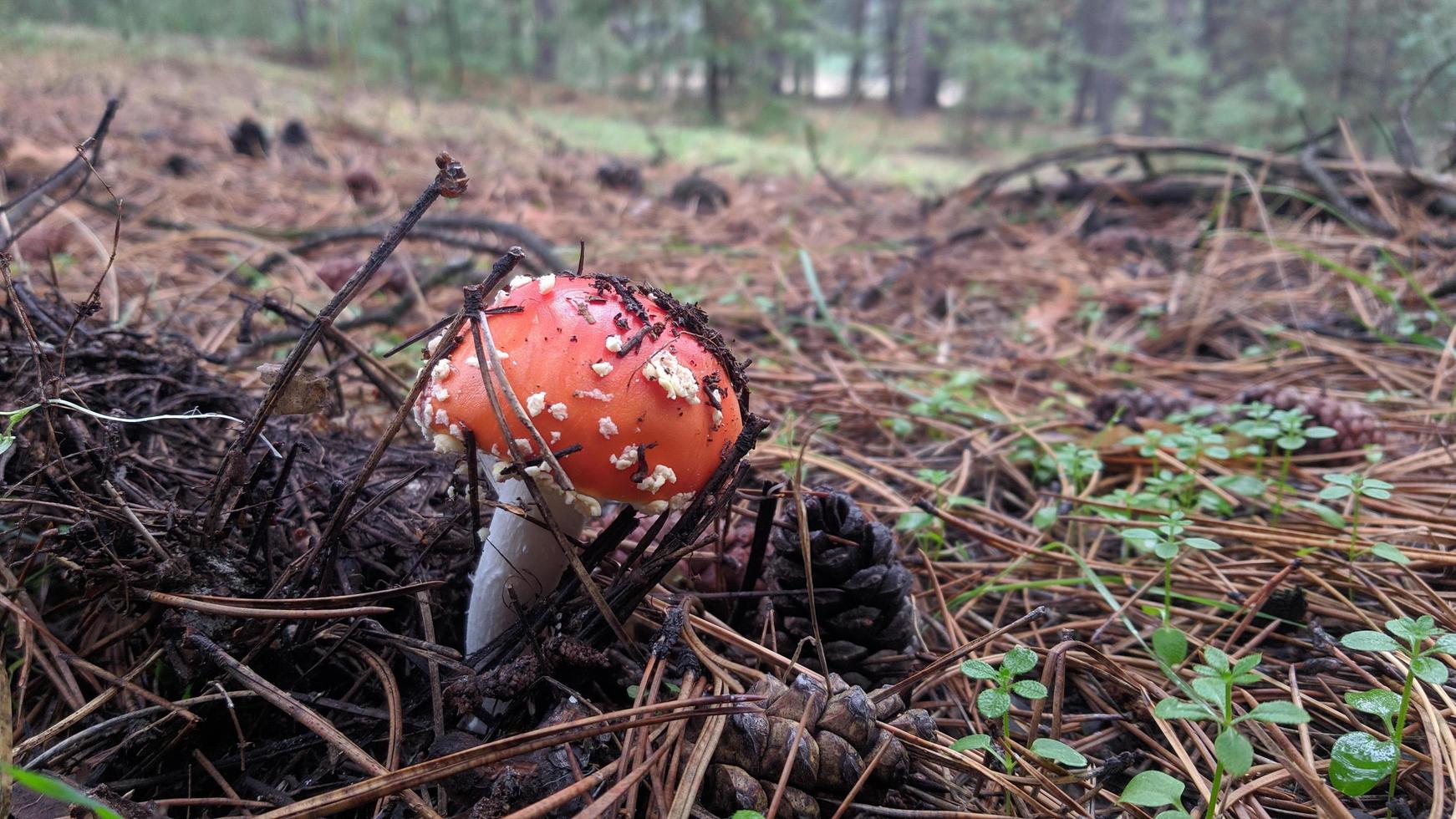 närbild av de ljus och skinande röd flyga svamp, en mycket giftig svamp. den växer i de skogar av ukraina. foto
