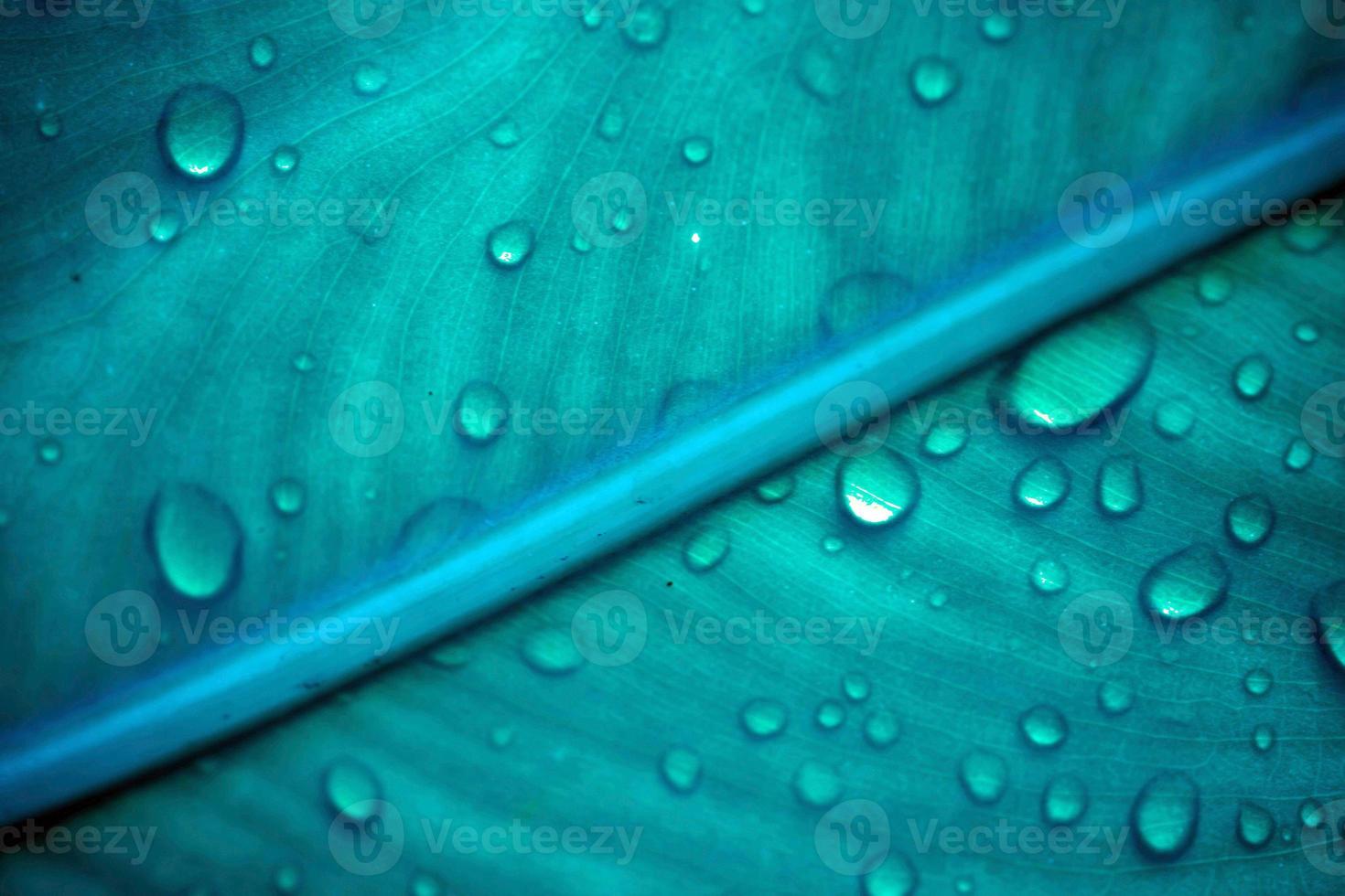 vattendroppar på det blå kalla bladet. makro skjuta foto