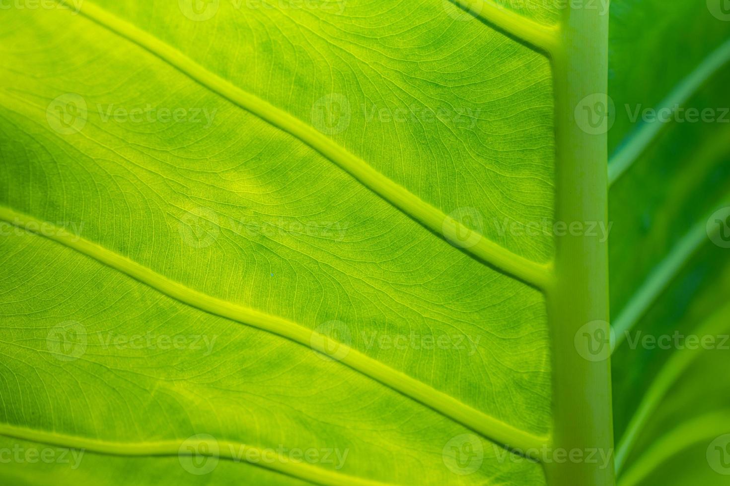 grön blad makro. ljus natur närbild, grön lövverk textur. skön naturlig botanik blad, trädgård av tropisk växter. friskhet, ekologi natur mönster. botanik, spa, hälsa och välbefinnande begrepp foto