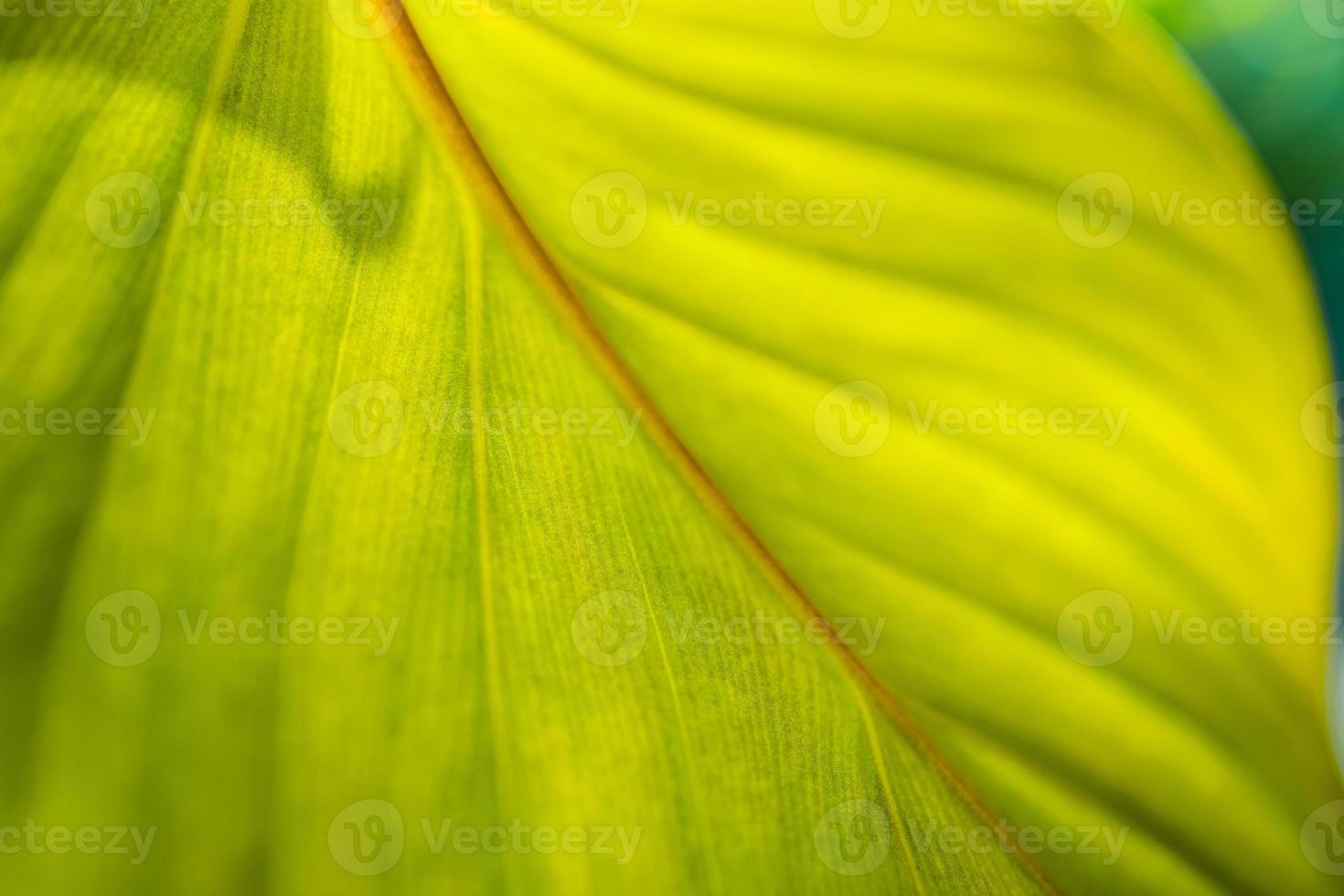 grön blad makro. ljus natur närbild, grön lövverk textur. skön naturlig botanik blad, trädgård av tropisk växter. friskhet, ekologi natur mönster. botanik, spa, hälsa och välbefinnande begrepp foto