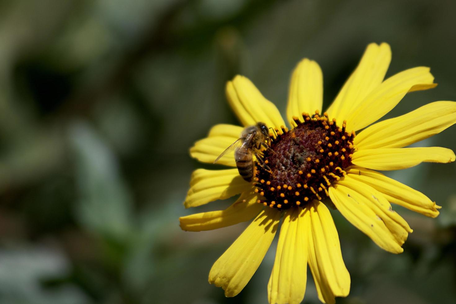 bi på gul blomma foto