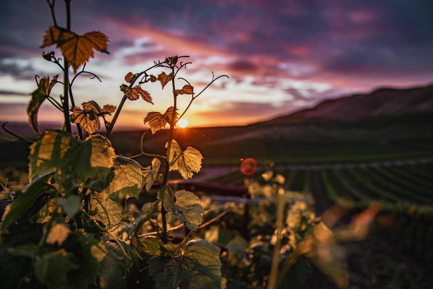 närbild av blad i vingården vid solnedgången foto