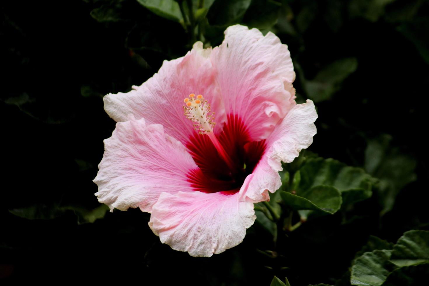 närbild av rosa blomma foto