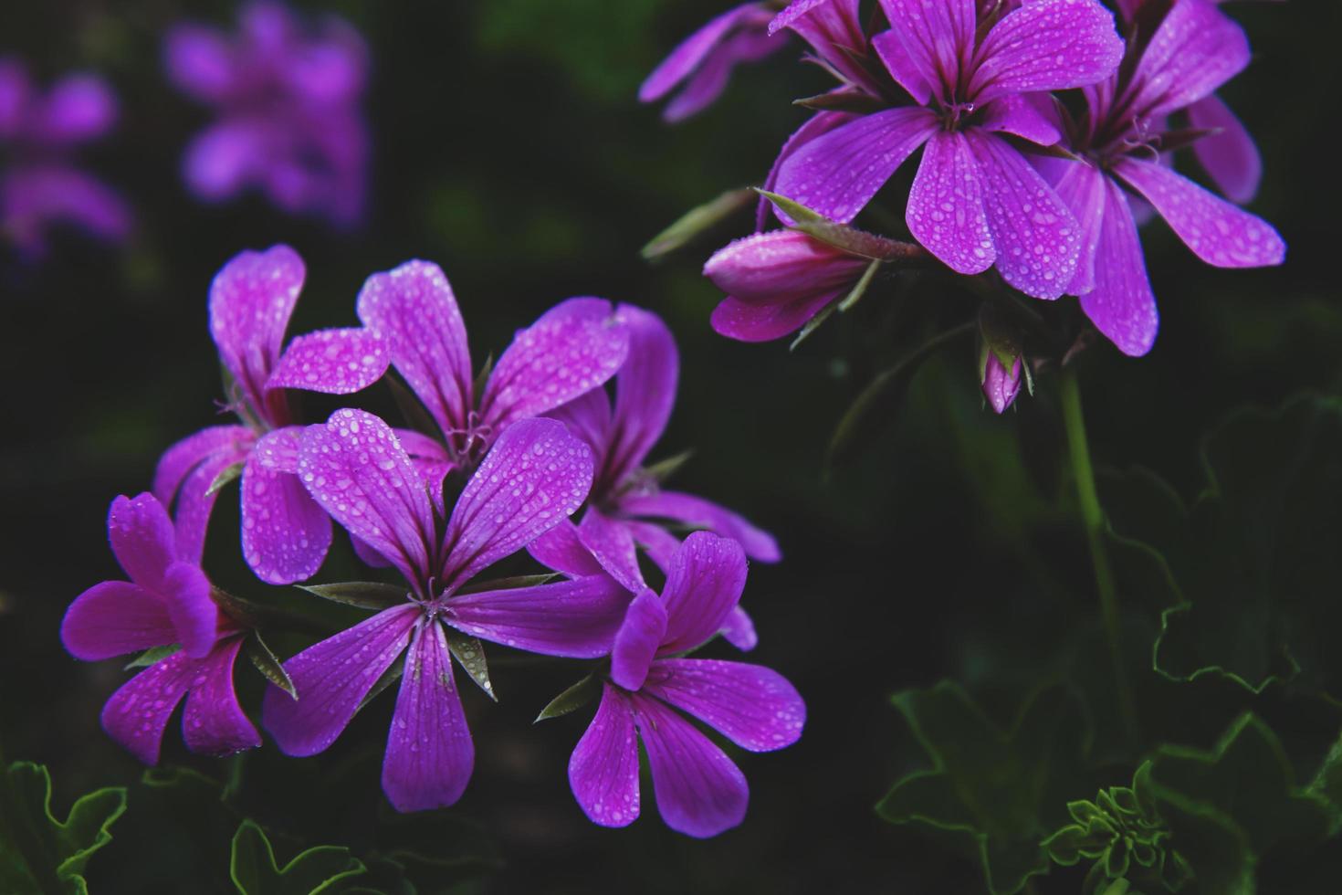 närbild av lila blomblad foto